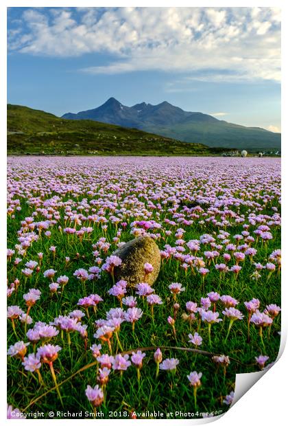 A sea of Sea Thrift #2 Print by Richard Smith