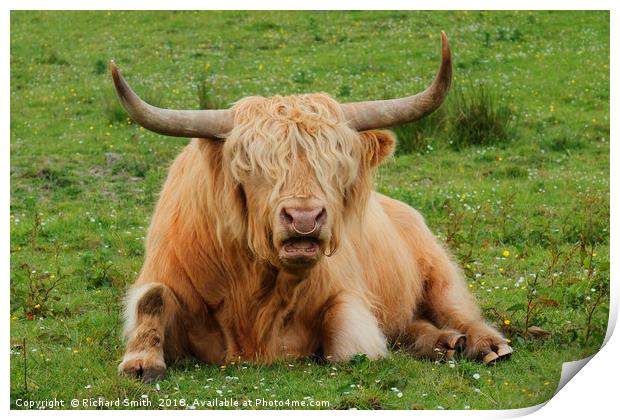'Eddie', the Highland Bull from the Isle of Skye Print by Richard Smith
