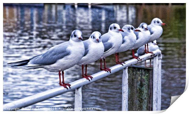 Six Seagulls on a handrail beside the water. Print by Richard Smith