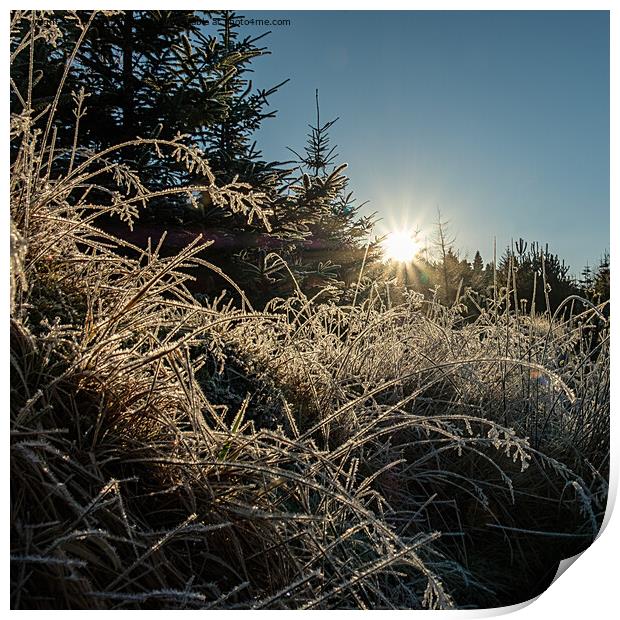 Backlit frosted grass #2 Print by Richard Smith