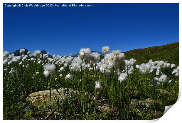Cotton Grass - Alps Print by Chris Wooldridge