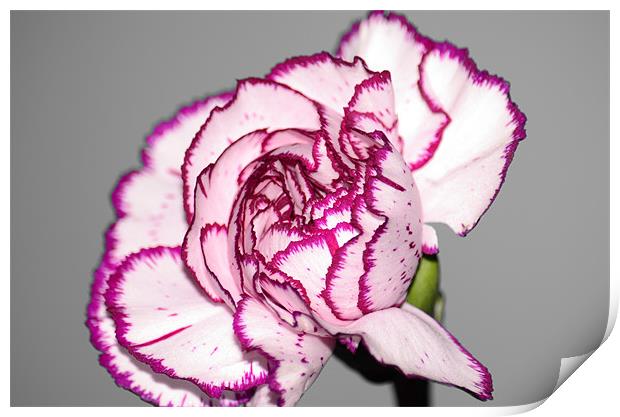 Carnation - Selective Colour Print by Chris Wooldridge