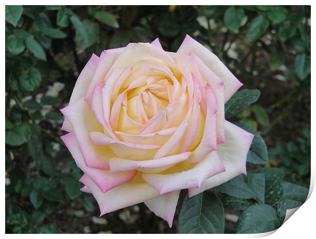 Pink and Yellow Rose. Print by Andy Gilfillan