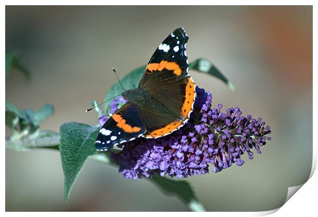 Red Admiral Print by Vicky Mitchell