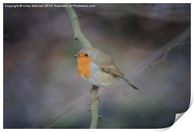  Robin Print by Vicky Mitchell