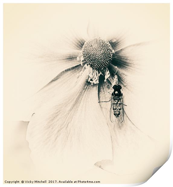 Wasp on Flower Print by Vicky Mitchell