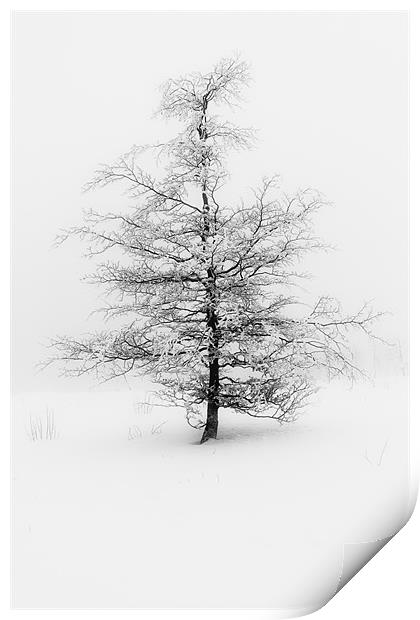 Fog and Tree Print by Brian O'Dwyer