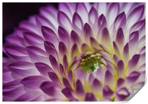 Peeping Chrysanthemum purple flower Print by Becs Mason