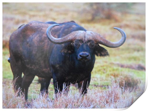 cape buffalo Print by caren chapman