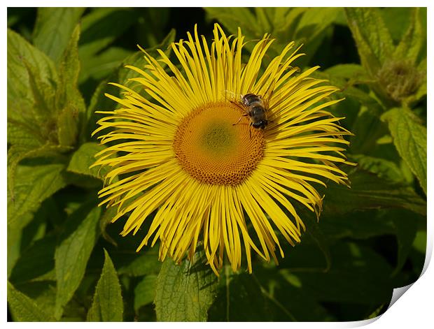 Bee my Sunflower Print by James Boler