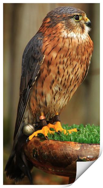 Kestrel Print by Mark Lee