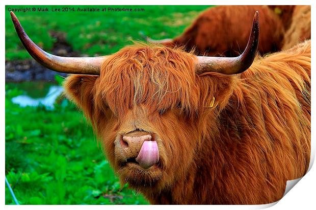 Highland Cattle Print by Mark Lee