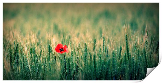 One red poppy Print by Paul Simpson