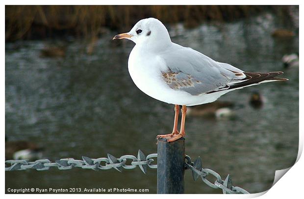 Seagull. Print by Ryan Poynton