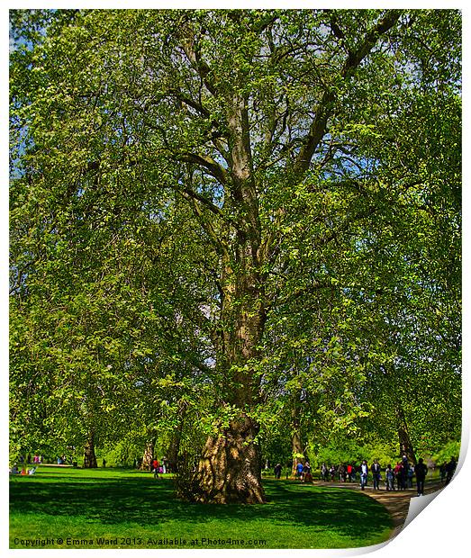huge tree 1 Print by Emma Ward
