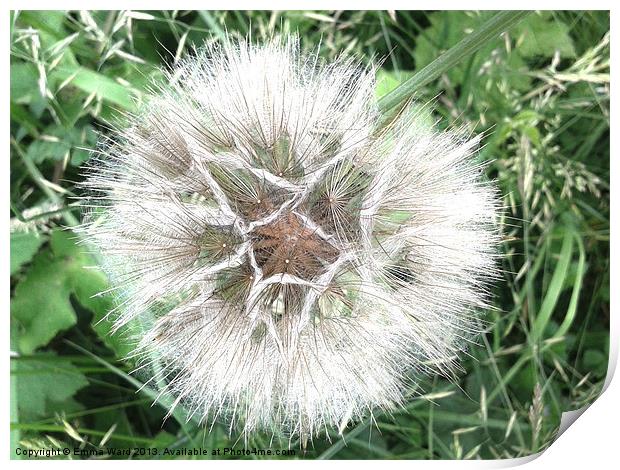 dandelion seed head Print by Emma Ward