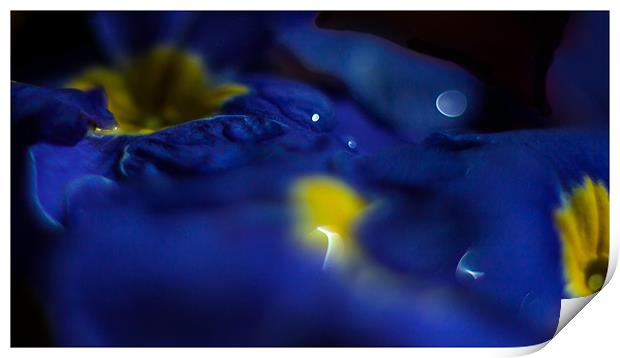 Blue Primula Bokeh Print by Nigel Jones