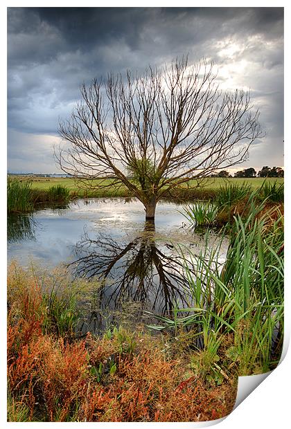 Waterlogged Tree Print by Nigel Jones