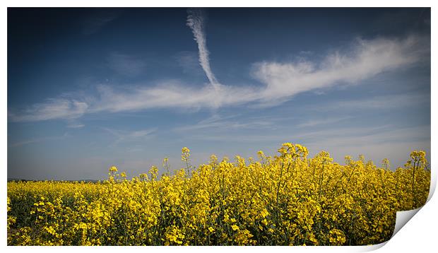 Field of Yellow Under a Blue Sky Print by Nigel Jones