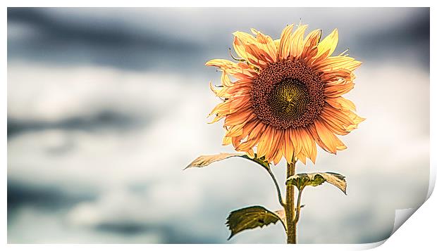  Lone Sunflower Print by Nigel Jones