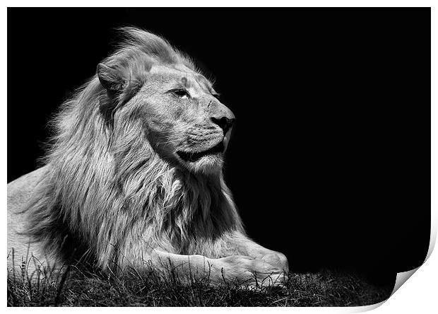  King Of Beasts Print by Nigel Jones