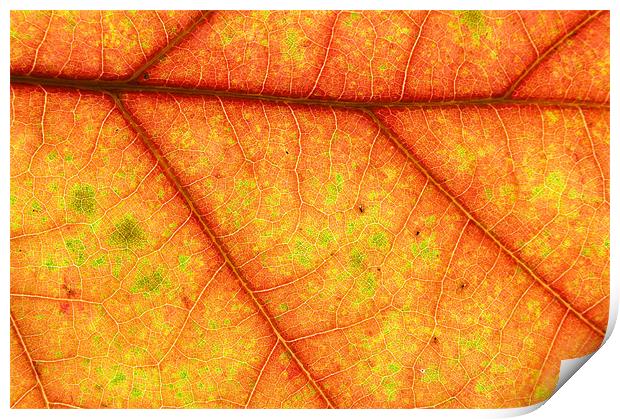 Autumn Pattern Print by Nigel Atkinson