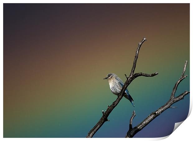 Bluebird Rainbow Print by Nigel Atkinson
