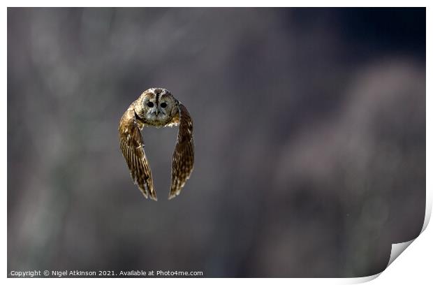 Tanwy owl (Strix aluco) in flight 2 Print by Nigel Atkinson