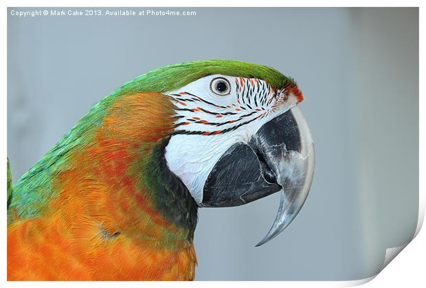 Harlequin macaw Print by Mark Cake