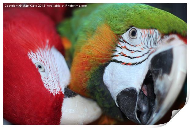 Macaw love Print by Mark Cake