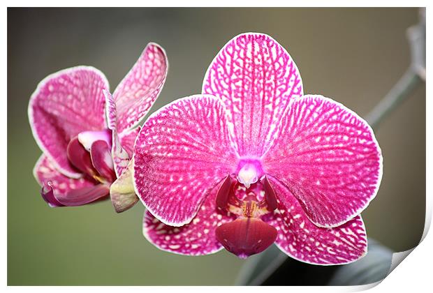 Pink orchid Print by Mark Cake
