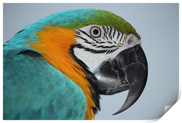 Blue & Gold macaw Print by Mark Cake