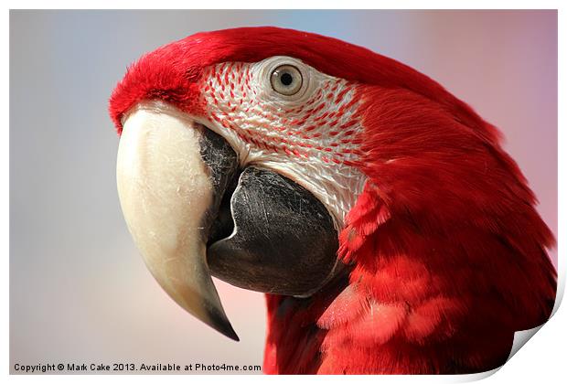 Green wing macaw Print by Mark Cake