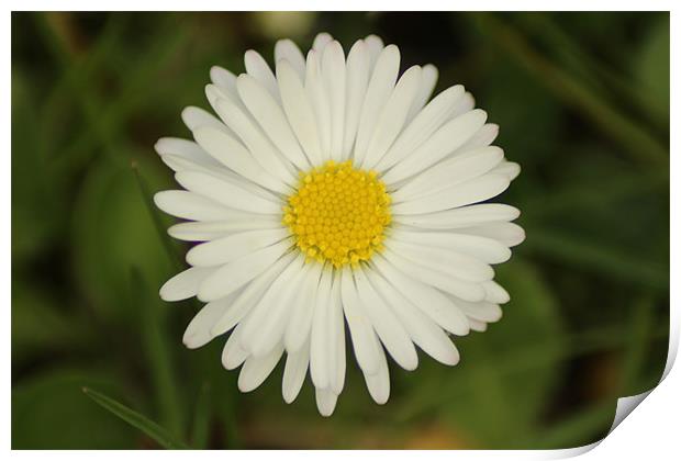 Daisy Print by Mark Cake