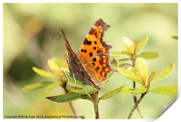 Comma Butterfly Print by Mark Cake