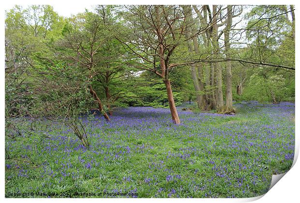 Blue bell woods Print by Mark Cake