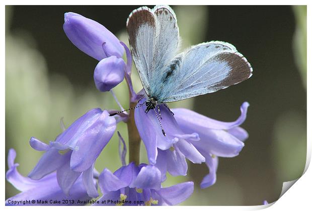Holly Blue butterfly Print by Mark Cake