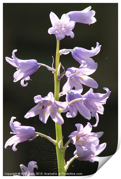 Pink Blue bells Print by Mark Cake