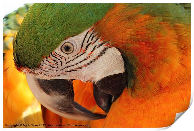 Preening macaw Print by Mark Cake