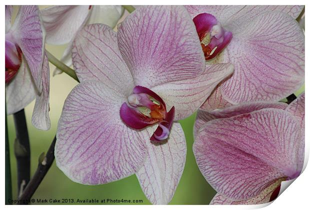 Pink orchid Print by Mark Cake