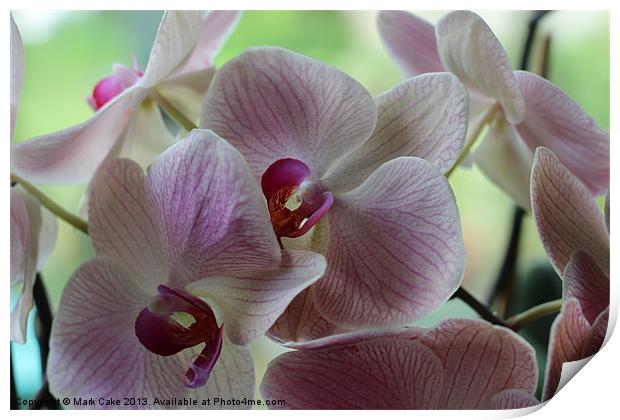 Pink orchids Print by Mark Cake
