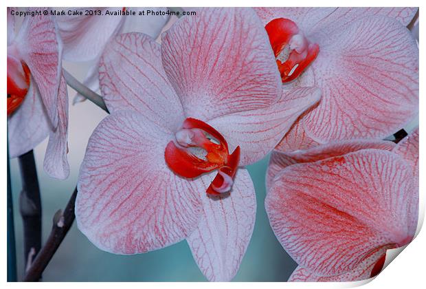 Red veined orchid Print by Mark Cake