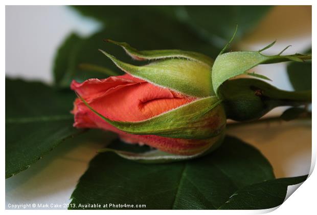 Rose bud Print by Mark Cake