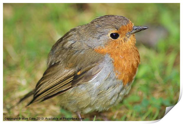 Robin Print by Mark Cake