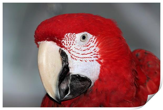Green wing macaw portrait Print by Mark Cake