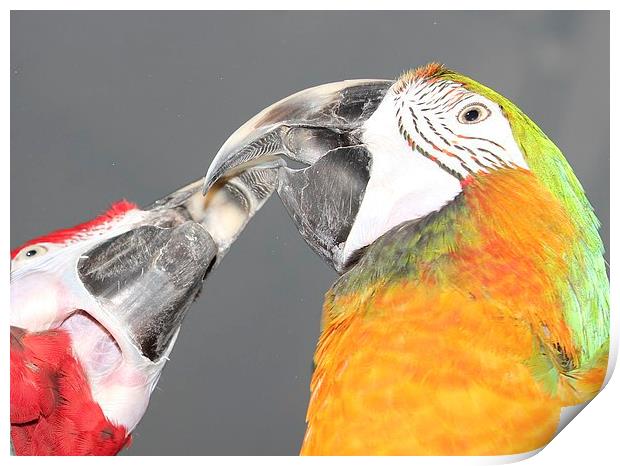 Macaw beaks Print by Mark Cake