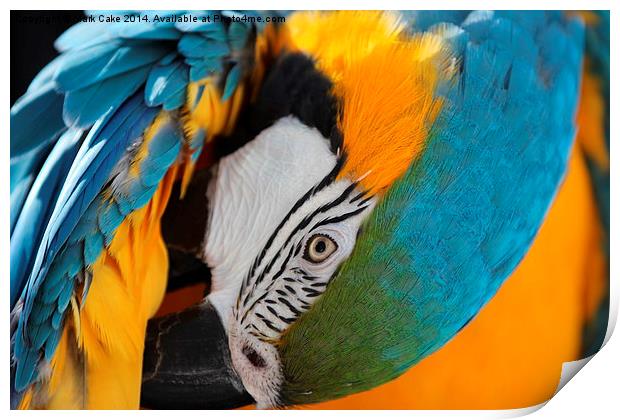 Blue and Gold macaw preening Print by Mark Cake