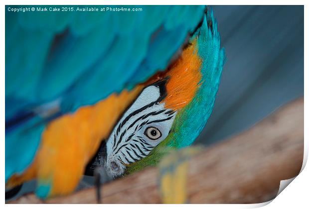  Macaw face Print by Mark Cake