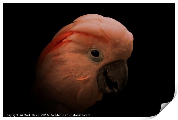 Moluccan cockatoo portrait Print by Mark Cake