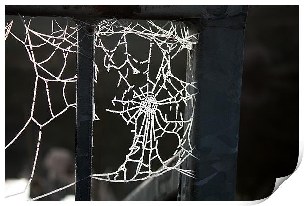 Frosty Cobweb Print by Louise Wilson